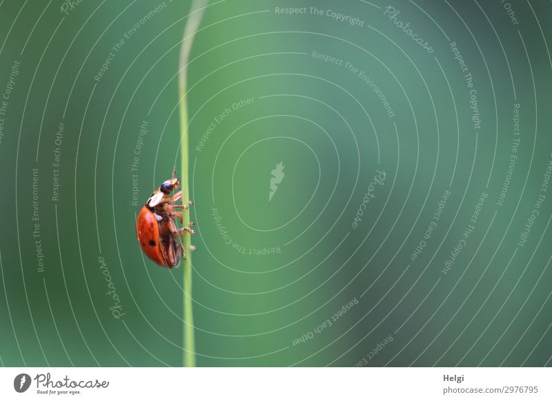 a ladybird crawls up a thin blade of grass Environment Nature Plant Animal Summer Grass Blade of grass Park Beetle Ladybird 1 Crawl Esthetic Small Natural Green