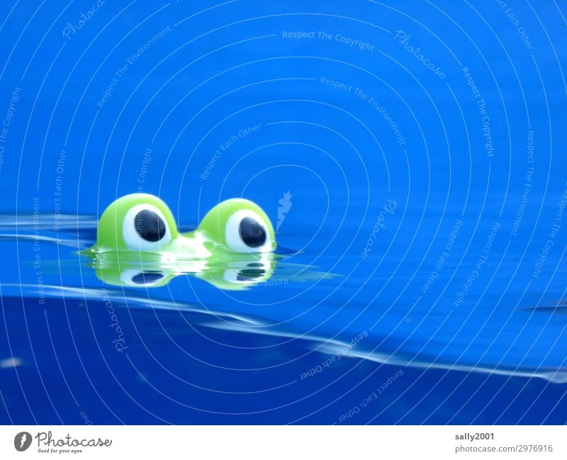 Nessie Summer Water Frog 1 Animal Looking Swimming & Bathing Brash Friendliness Curiosity Cute Blue Green Waves Bathtub frog Eyes Pupil Ogre Emerge Colour photo