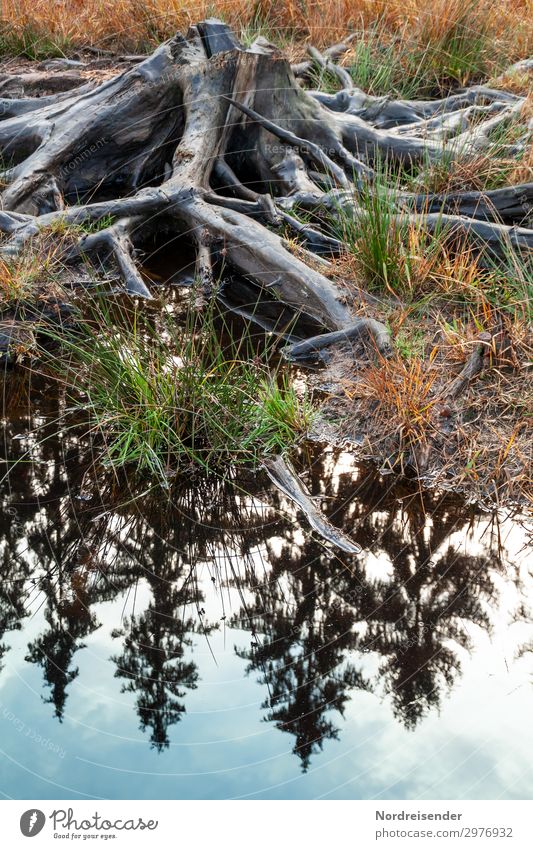 Once upon a time there was a forest Environment Nature Landscape Plant Water Climate change Tree Forest Lake Wood Old Dark Fear of the future Gluttony