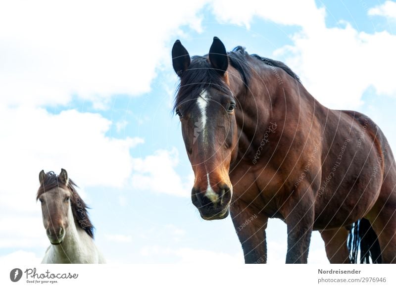 Good morning Workplace Agriculture Forestry Nature Sky Clouds Beautiful weather Animal Farm animal Horse 2 Observe Looking Friendliness Curiosity