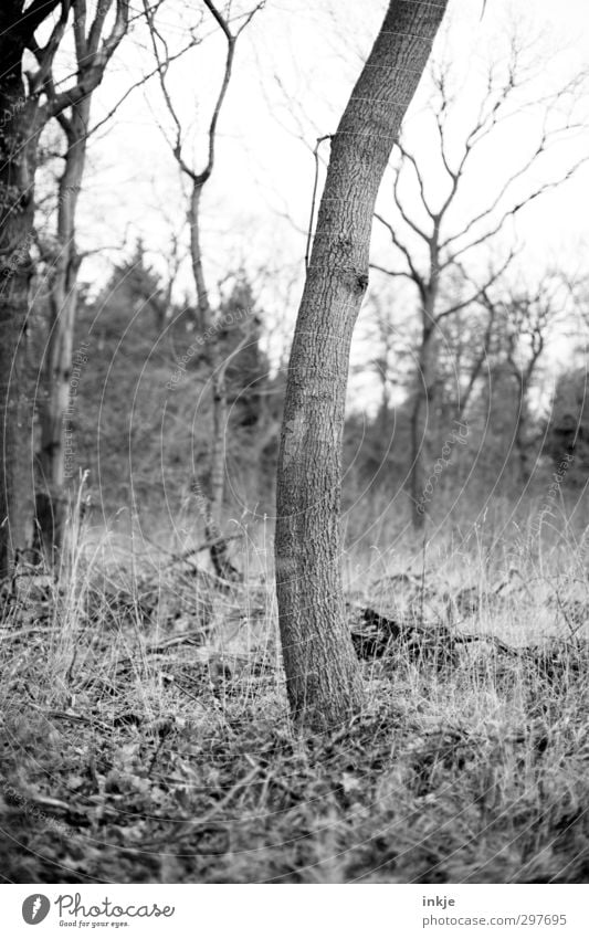 Bending trees [I tried so hard !] Environment Nature Landscape Autumn Tree Grass Bushes Tree trunk Park Forest Stand Long Curved Warped Individual