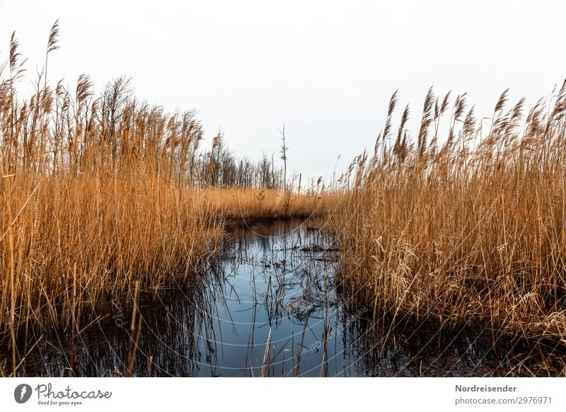 Bodden Trip Nature Landscape Plant Water Grass Coast Lakeside Baltic Sea Bog Marsh Wet Blue Brown Orange Sustainability Stagnating Boddenlandscape NP