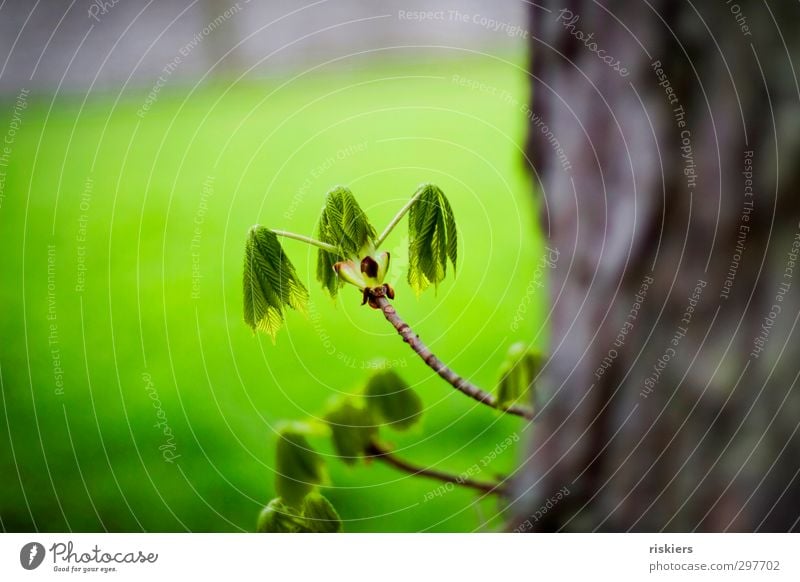 spring green Environment Nature Landscape Plant Spring Tree Chestnut Park Meadow Forest Growth Happiness Fresh Healthy Natural Green Beginning Idyll