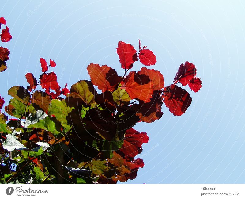 traffic light shrub Hazelnut Bushes Plant Colouring hazel bush Nature leaf colouring hazel tree Beautiful weather