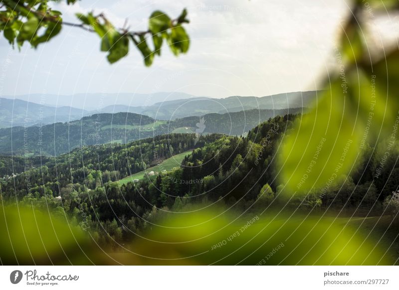 Green Mark II Environment Nature Landscape Horizon Summer Forest Hill Federal State of Styria Austria Colour photo Exterior shot Deserted Day Twilight Blur