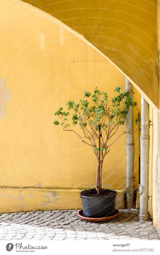 This corner always comes up on the wall. Plant Summer Bushes Pot plant House (Residential Structure) Wall (barrier) Wall (building) Corner Blossoming Faded