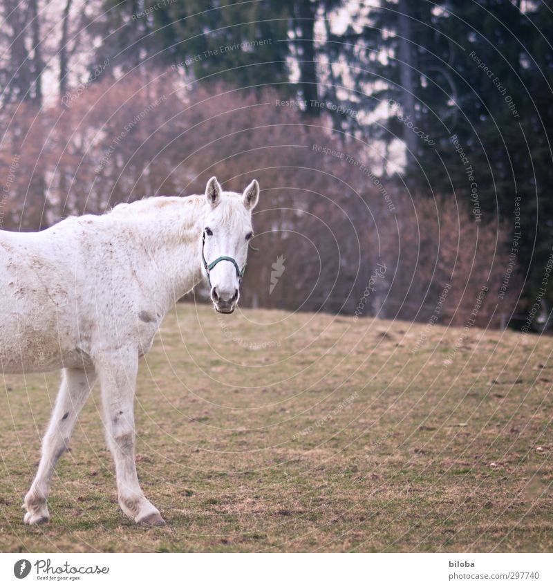 Run into the picture Nature Landscape Animal Summer Autumn Horse Gray (horse) 1 Green White Colour photo Exterior shot Copy Space right Shallow depth of field