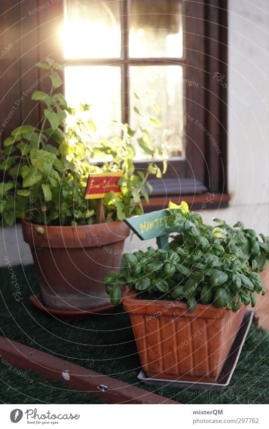 Kitchen window. Art Esthetic Plant Verdant Organic produce Organic farming Fresh Ecological Flowerpot Herbs and spices Basil Lemon Balm Herb garden Green