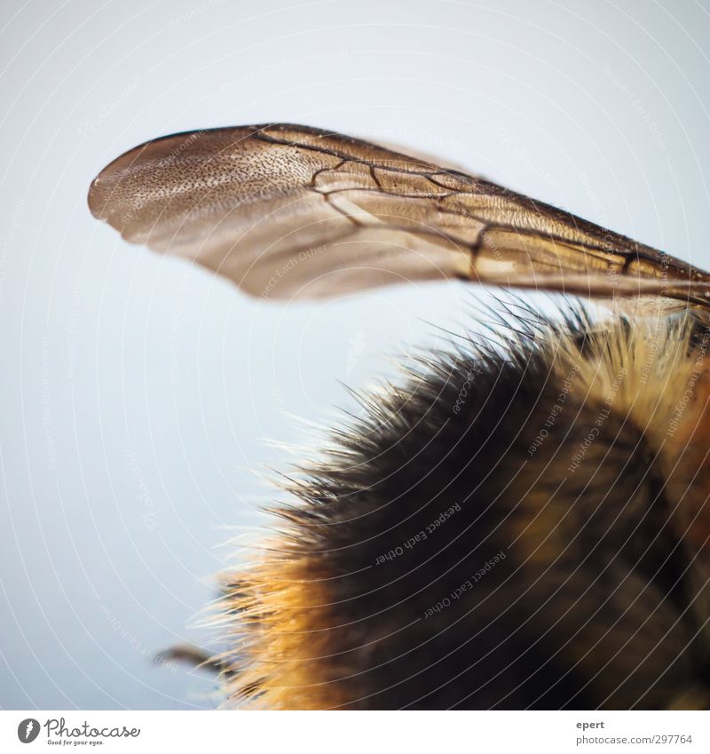 broken. Animal Dead animal Bee Wing Pelt 1 Esthetic Broken Transience Insect Bumble bee Fascinating Colour photo Close-up Detail Pattern Structures and shapes