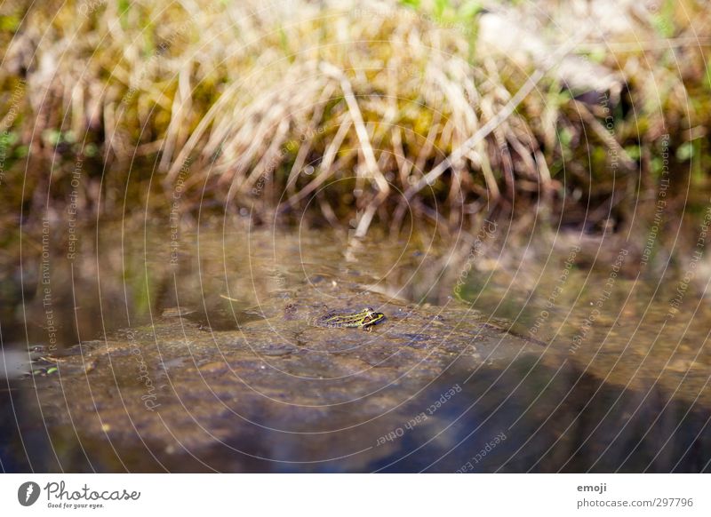 quack Environment Nature Animal Bog Marsh Pond Wild animal Frog 1 Wet Natural Colour photo Exterior shot Close-up Deserted Day Shallow depth of field