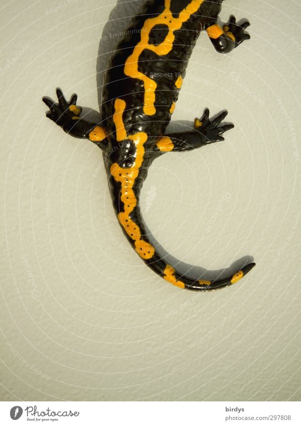 3/4 - Lurch Beautiful weather Salamander Urodeles fire salamander 1 Animal Illuminate Esthetic Exceptional Exotic Yellow Black Flexible Design Uniqueness