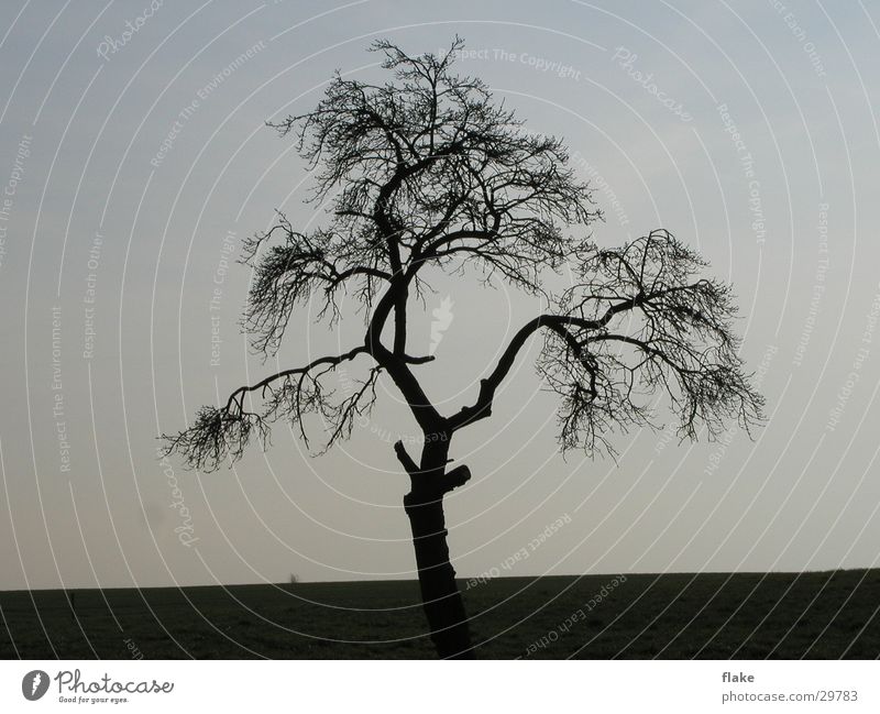 weeping tree Tree Twilight Grief Winter Nature Sky