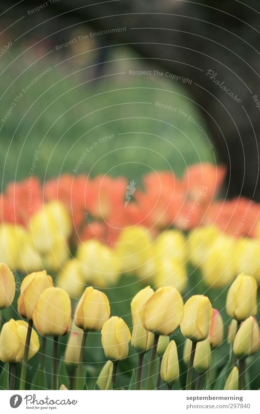 tulips Spring Tulip Yellow Orange Black Calm Subdued colour Multicoloured Exterior shot Deserted Day Blur