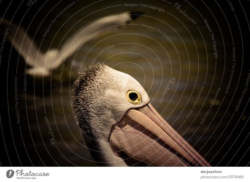 A high-flyer, a gull flies over a pelican. All you can see is the head and the beak. Exotic Joy Harmonious Trip Summer Nature Beautiful weather Rock Ocean