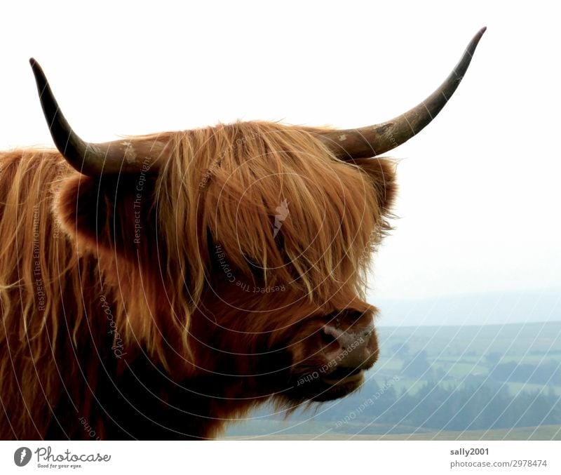 Where's the hairdresser, please? Animal Farm animal Cow Pelt Highland cattle Antlers 1 Observe Authentic Friendliness Hip & trendy Curiosity Brown Bangs