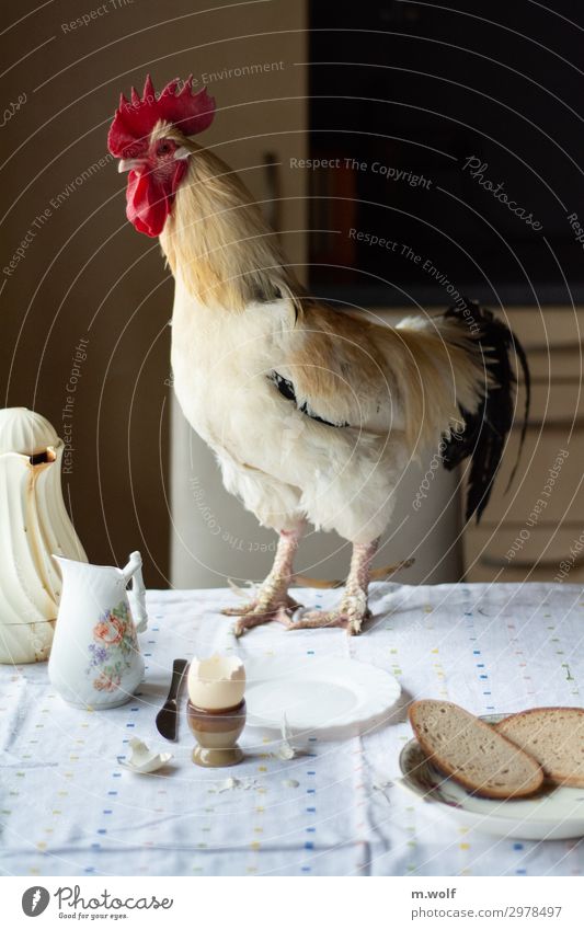 breakfast egg Food Bread Egg Rooster Nutrition Breakfast Organic produce Crockery Healthy Eating Living or residing Kitchen Animal Pet Farm animal Brave