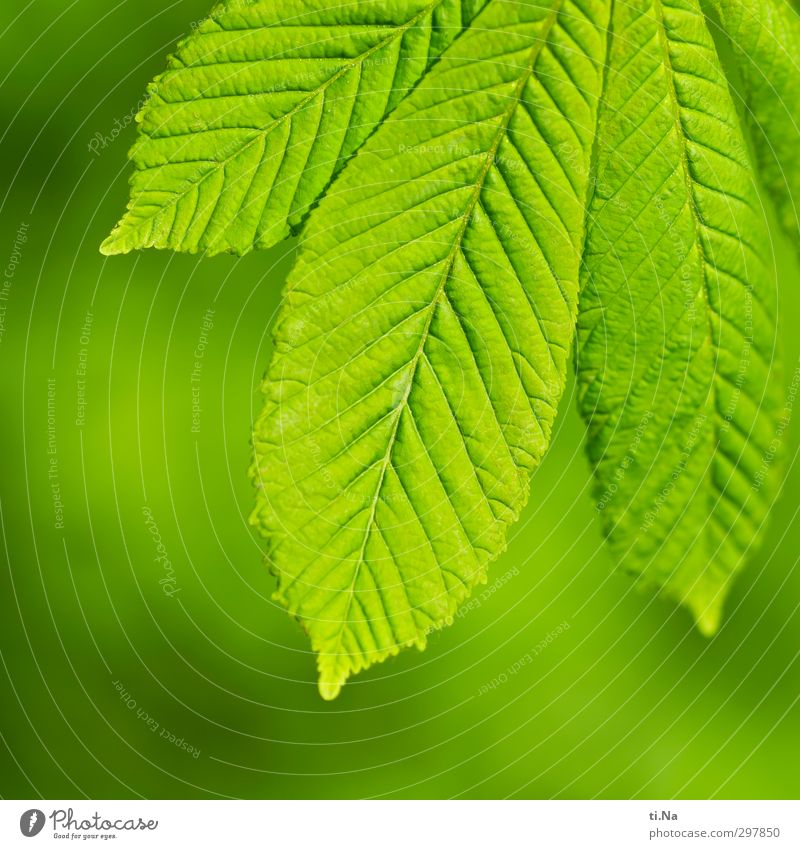 Love of detail | Green Nature Plant Leaf Chestnut Garden Park Forest Growth Exterior shot Close-up Detail Copy Space left Copy Space bottom