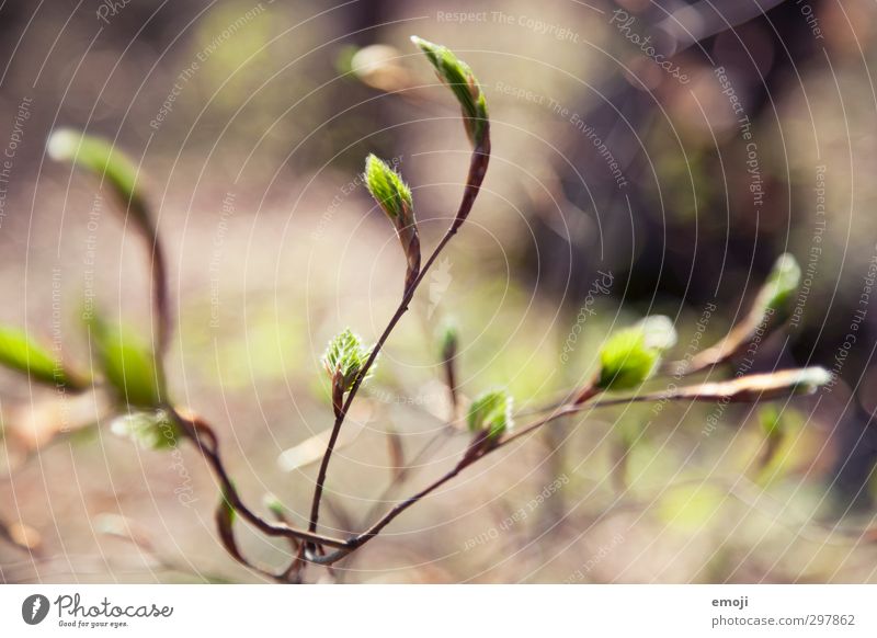 sprout Environment Nature Plant Spring Beautiful weather Bushes Leaf Foliage plant Natural Brown Green Sprout Colour photo Exterior shot