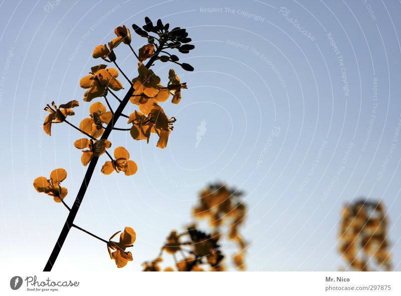 Love of detail, pure. Environment Plant Cloudless sky Climate Beautiful weather Blossom Agricultural crop Field Blossoming Yellow Gold Canola