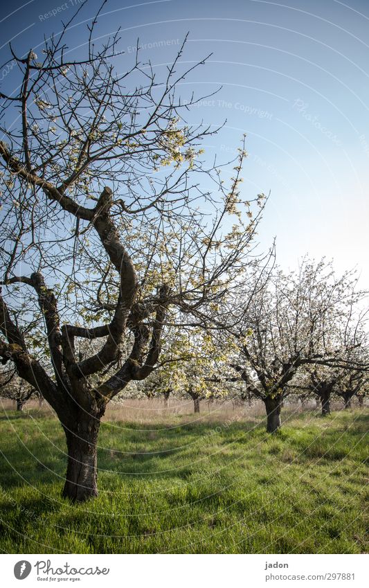 opas orchard. Fruit Cherry Organic produce Garden Gardening Agriculture Forestry Plant Earth Sky Sunlight Spring Beautiful weather Tree Blossom