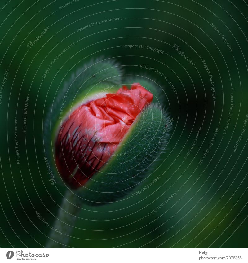 Close-up of an opening poppy bud with red petals Environment Nature Plant Spring Flower Blossom Bud Poppy blossom Garden Blossoming Growth Esthetic Beautiful