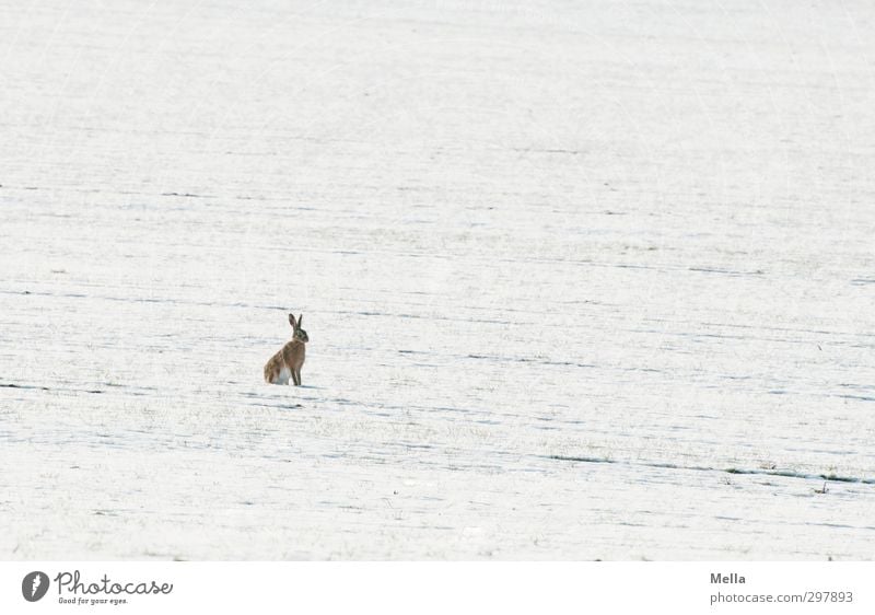 Niko no, wait a minute ... Easterasi! Environment Nature Landscape Animal Earth Winter Snow Meadow Field Wild animal Hare & Rabbit & Bunny 1 Crouch Looking Sit