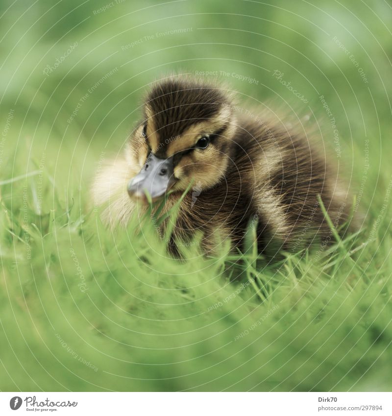 Small & fluffy Nature Spring Plant Grass Park Meadow Animal Farm animal Bird Duck Mallard 1 Baby animal Friendliness Cuddly Kitsch Natural Curiosity Cute Brown