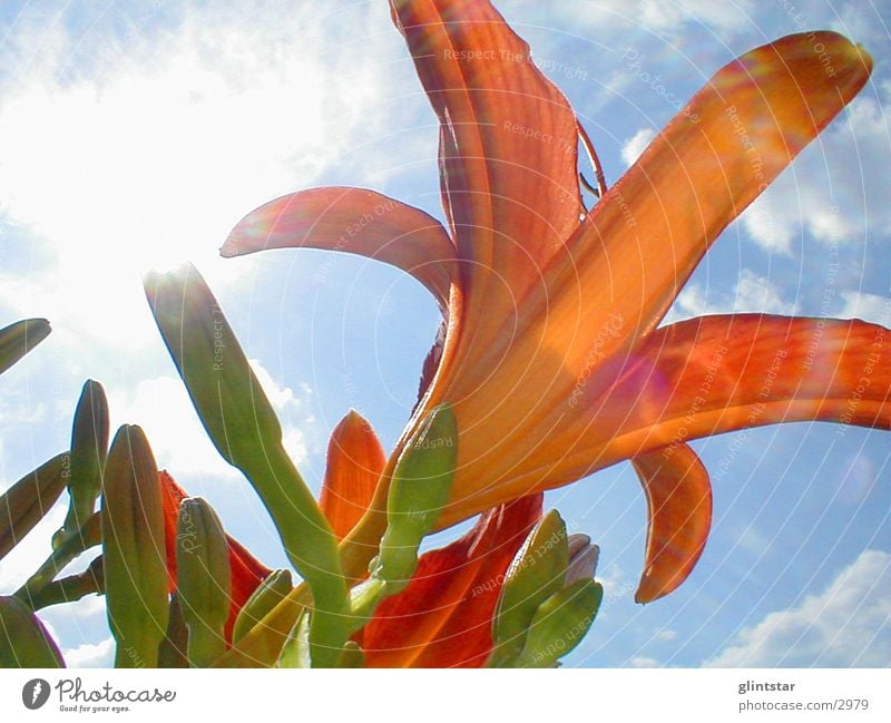 lily Flower Back-light Summer Nature Sun Garden