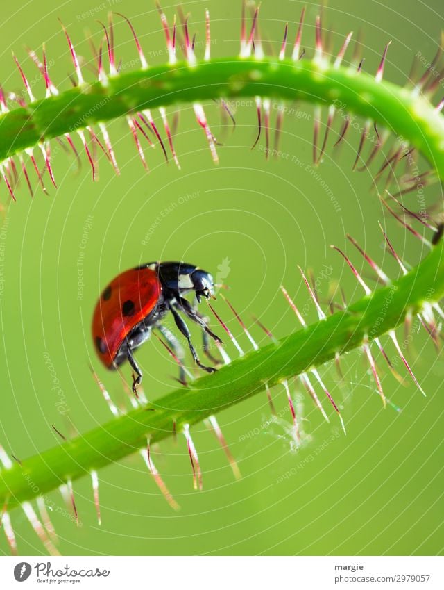 A ladybird that climbs along a stalk Ladybird Macro (Extreme close-up) Close-up Crawl Green Beetle Happy Full-length Animal portrait Central perspective