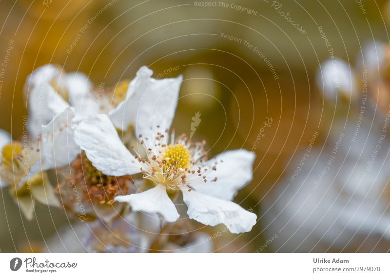 White flowers of blackberries Blackberry bleed Blackberry Blossoms fruits Garden Country  garden Fruit garden Delicate Soft Berries Berry bushes Berry Blossoms