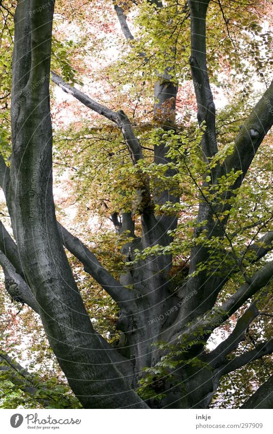 spring Nature Spring Summer Beautiful weather Tree Copper beech Tree trunk Branch Branchage Garden Park Growth Gigantic Large Tall Natural Above Strong Size