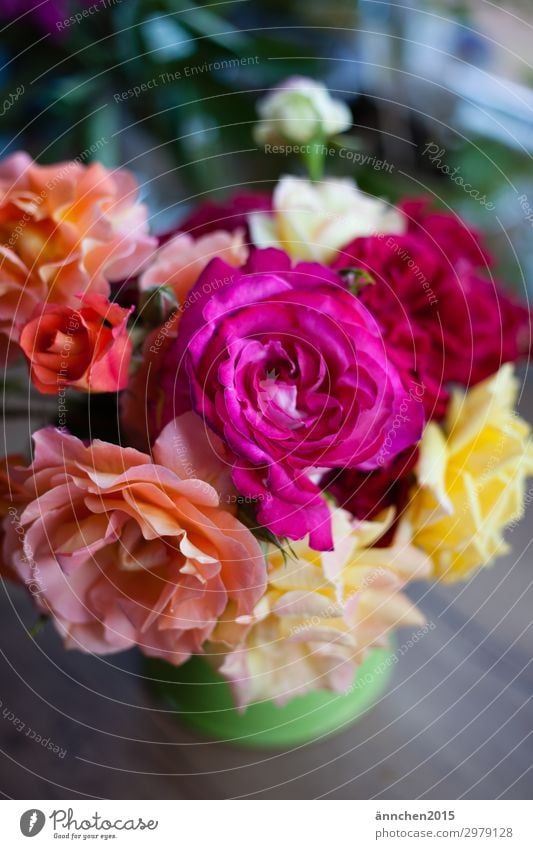 Love of roses I Bouquet Rose Summer Nature Garden Vase Decoration Interior shot Portrait format Flower Yellow Pink Multicoloured Gift Plant Pick Blossom