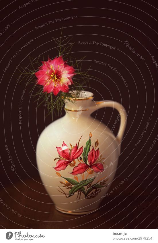 _ Nature Summer Plant Flower Blossom Wild plant Black cumin Medicinal plant Decoration Kitsch Odds and ends Souvenir Collector's item Vase Pink Fragrance