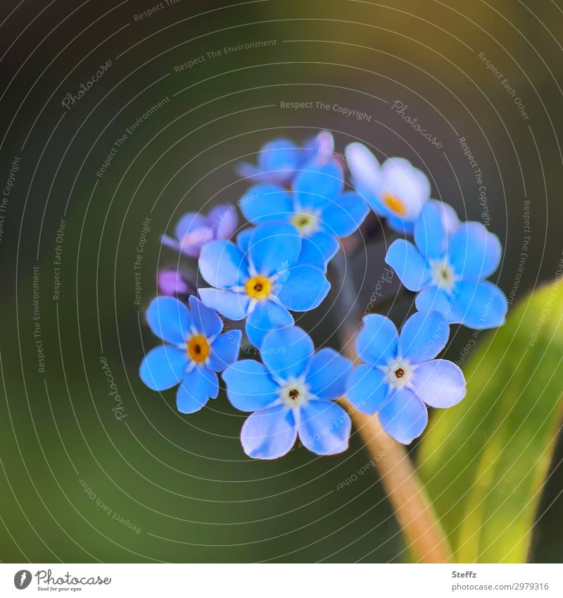 Spring bloomers forget-me-not Forget-me-not Spring Flowering forget-me-not flower blue blossoms Simple Myosotis blue flowers fine flowers spring blossoms