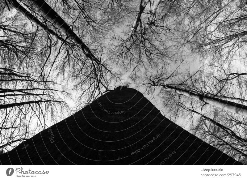 A day in the forest Environment Nature Landscape Plant Sky Clouds Winter Tree Wild plant Forest Wood Threat Tall Black White Calm Tree trunk Twigs and branches