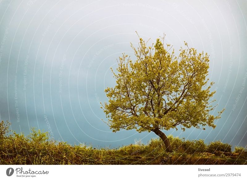 Lonely tree around the Ardenica Monastery, Albania Vacation & Travel Tourism Trip Mountain Nature Landscape Plant Elements Cloudless sky Clouds Spring Climate