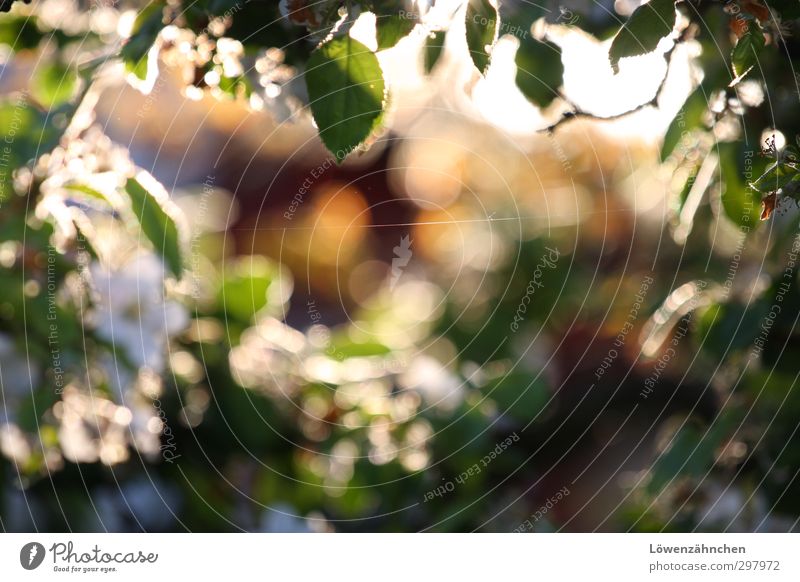 silk of a spider Nature Plant Spring Beautiful weather Tree Leaf Apple tree Apple blossom Garden Knot Illuminate Bright Blue Yellow Green White Warm-heartedness