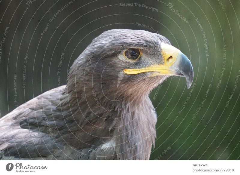 eagle eye Animal Wild animal Bird Animal face Brown Yellow Green Black Self-confident Brave Watchfulness Adventure Nature Environmental protection Colour photo