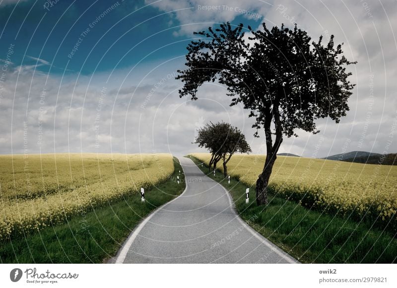 Through the rapeseed Environment Nature Landscape Plant Sky Clouds Horizon Tree Grass Canola Canola field Oilseed rape flower Street Yellow Green Turquoise