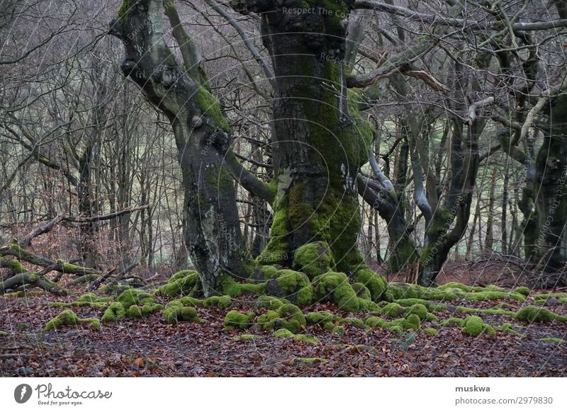 Ancient Oaks Landscape Plant Tree Moss Forest Relaxation Natural Attentive Adventure Sustainability Environmental protection Transience hut forest