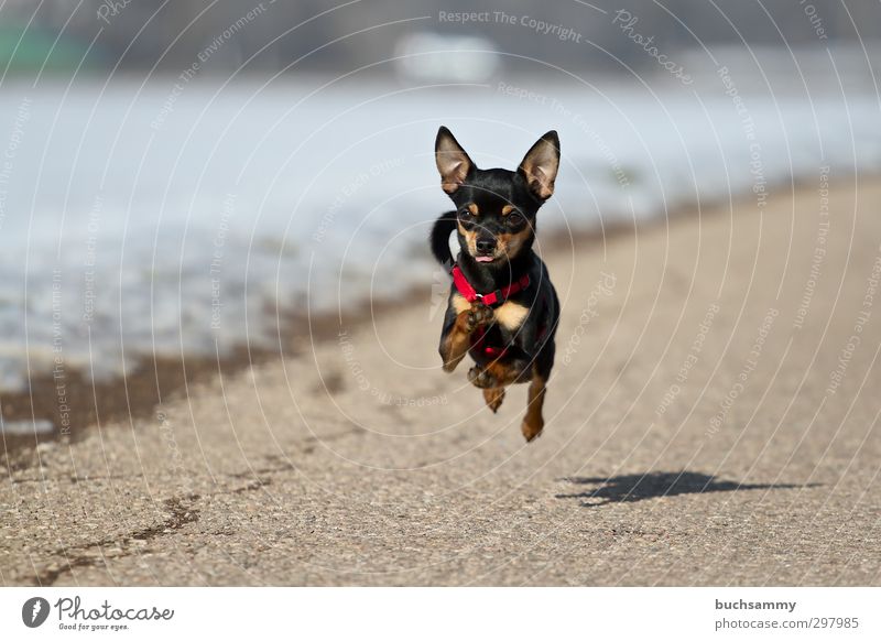 Racing little dog Joy Nature Beautiful weather Street Pet Dog 1 Animal Running Small Speed Black White Action Chihuahua Desert Khivawa Flying Crossbreed