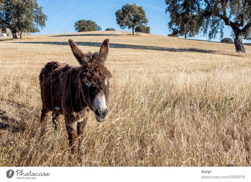 Beautiful brown donkey Joy Bottom Nature Landscape Animal Grass Fur coat Pet Horse Funny Cute Brown White Donkey Mammal isolated Rural vertebrate Domestic Mule