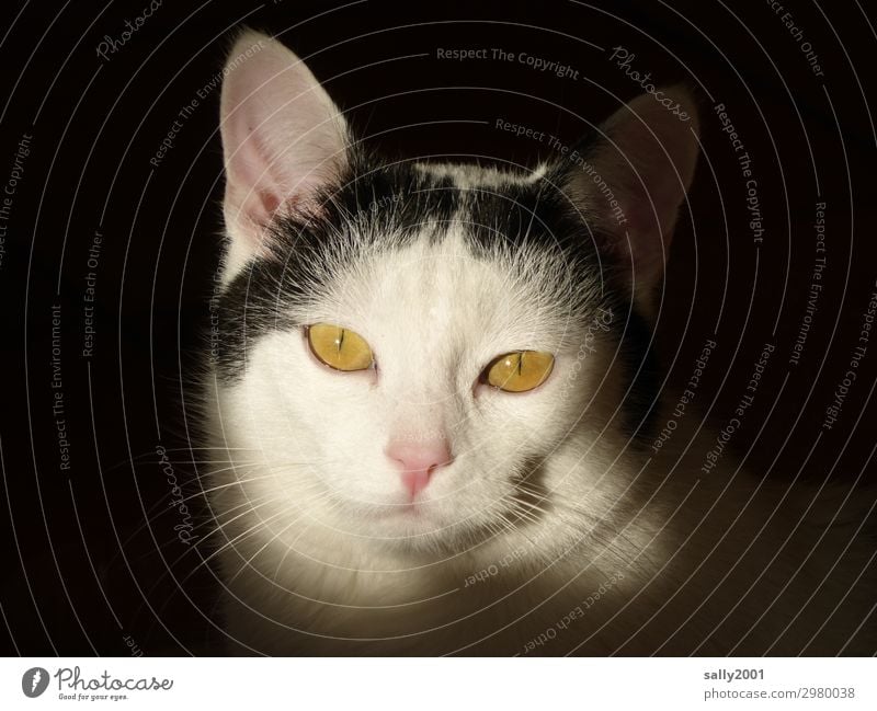 sunday cat Animal Pet Cat Animal face 1 Observe Looking Esthetic Beautiful Love of animals Domestic cat Cat's ears Cute Pride Sylt Colour photo Interior shot