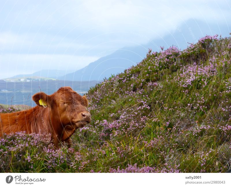 Favorite cookies... Landscape Mountain heather Heathland Animal Farm animal Cow 1 Think Relaxation Lie Brown Contentment Safety (feeling of) Serene Loneliness