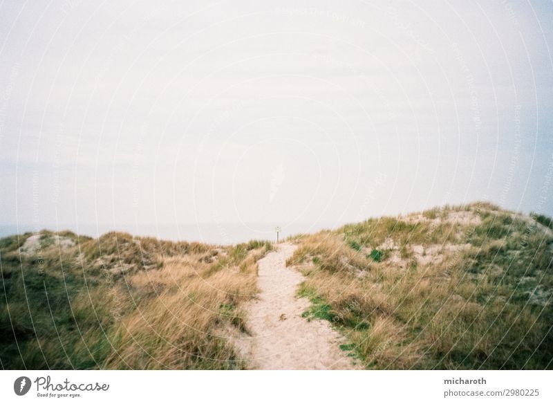 Way to the beach Trip Summer vacation Environment Nature Plant Sand Sky Climate Beautiful weather Bushes Foliage plant Beach North Sea Ocean Island Langeoog