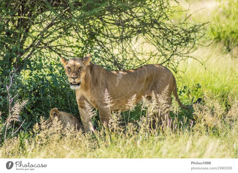 Lioness under a tree in the savannah Safari Woman Adults Nature Landscape Plant Animal Tree Grass Leaf Rock Fur coat Cat Bird Sit Cuddly Under Kenya