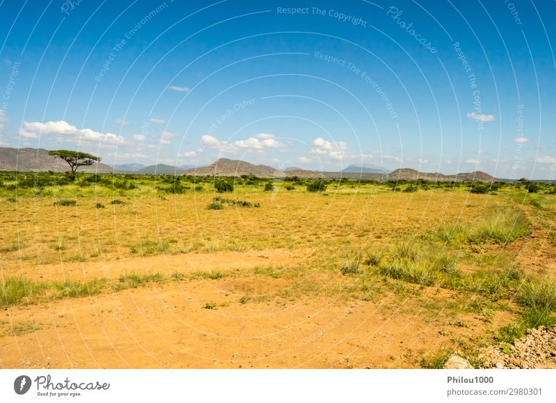 View of the trails and savannah Playing Vacation & Travel Safari Summer Environment Nature Landscape Sky Tree Grass Park Blue Green Africa Kenya Samburu african