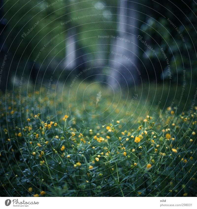 on the road at night - sunday morning Environment Nature Landscape Plant Spring Grass Blossom Foliage plant Garden Park Blue Yellow Green Moody Calm Belief