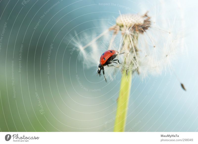 Ladybug in the dandelion Animal Wild animal Worm 1 Movement Cool (slang) Authentic Elegant Exotic Free Fresh Large Good Cold Small Clean Beautiful Blue