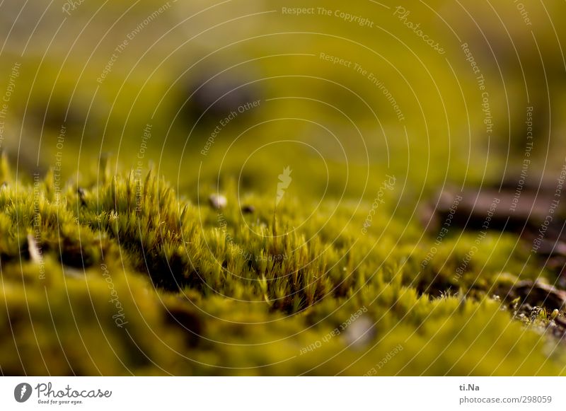 Rømø | Moss bed Spring Growth Small Soft Green Nature Environment Environmental pollution Environmental protection Colour photo Macro (Extreme close-up)